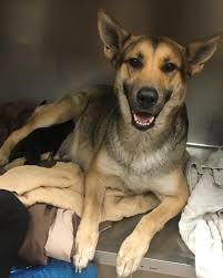 At southampton pet hospital, we are happy to provide you with the option to browse and shop for your pet, all from the comfort of your own home! Vcxiveqwxnmy M