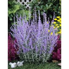 Maybe you would like to learn more about one of these? Perovskia Atriplicifolia Little Spire Russian Sage Paramount Nursery Inc