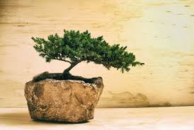 Fast versteckt liegt der japanische bonsaigarten von. Bonsai Fur Haus Und Garten Unser Grosser Bonsai Ratgeber