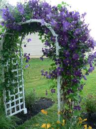 12 top midwest perennial flowers. 20 Plants And Flowers To Include In Your Zone 5 Garden Dengarden