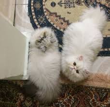 Pin On Adam Eve Hira Alice Alvin Exotic Shorthair Persian Cat