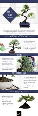If too many leaves are falling off, if many leaves turn brown at once, or if the upper leaves start browning your plant might be experiencing one or more of the following problems Bonsai Tree Care For Beginners Ftd Com