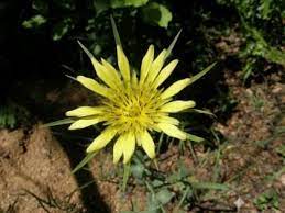 Tragopogon Dubius Yellow Salsify Goat S Beard Goats Beard Plants Edible Wild Plants