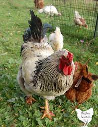 A rooster is a male chicken and a hen is a female chicken. 3 Fool Proof Ways To Tell Roosters From Hens