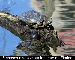Elle a dû se faire écraser par une voiture, note suzette bessede, la secrétaire de l'association, passionnée par ces comme elle, près de 900 tortues coulent actuellement des jours paisibles entre les lacs et les étangs du centre, dont 800 tortues de floride. 6 Choses A Savoir Sur La Tortue De Floride