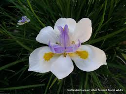 Image result for Dietes
