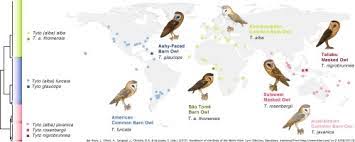 We did not find results for: Comprehensive Molecular Phylogeny Of Barn Owls And Relatives Family Tytonidae And Their Six Major Pleistocene Radiations Sciencedirect
