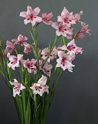 Image result for Gladiolus virgineus