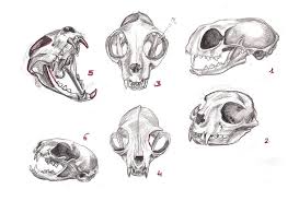 Drawing Exercise 10 Cat Skull By Hederahiberna Cat Skull Skull Reference Skull Drawing