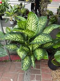 Image result for beautiful dieffenbachia