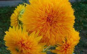 Nature Flowers Yellow Orange Colors Hd Wallpaper Hd Flowers Wallpapers For Mobile And Desktop Yellow Flower Wallpaper Hd Flowers Flower Images Hd