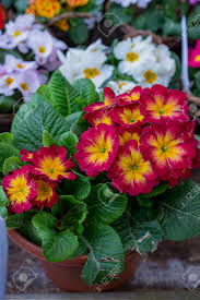 Check spelling or type a new query. Garden Centre Farm Shop Warwickshire England Uk Gardening Flowers Plants Food Horticulture Pastime Hobby Shopping Retail Stock Photo Picture And Royalty Free Image Image 93817809
