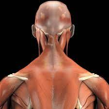 Seek medical care if your neck pain is accompanied by numbness or loss of strength in your arms or hands or. Extrinsic Back Spinal Extensor Muscles Superficial Layer