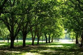 Most large scale tree farms are hundreds or thousands of acres and also have their own nursery. Growing Walnut Trees For Profit Profitable Plants Digest