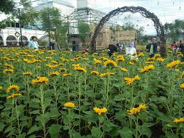 Bunga matahari dapat diolah menjadi bahan bakar nabati. Sunflower Festival Di Pvj Travel Www Indonesiana Id
