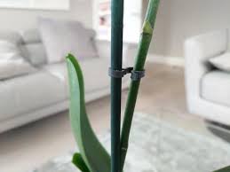Riesenauswahl an produkten für zuhause. How To Stake An Orchid With Pictures Smart Garden Guide