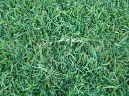 Look at the grass's color and texture. Guide To Common Grass Types In Greenville Sc Lawnstarter