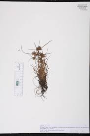 Image result for Pycreus flavescens