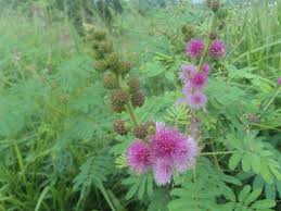 Image result for Mimosa diplotricha