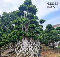 Good Shape Ficus Gridding Shape Ficus Bonsai Ficus ...