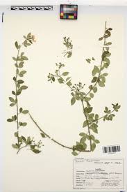 Image result for Jasminum schimperi