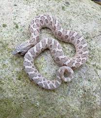 Pin On Snakes