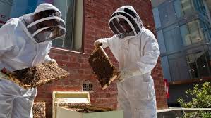 Backyard Beekeeping Australia S Latest Urban Craze Backyard Beekeeping Bee Keeping Urban