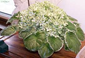 Frozen In Time Flower African Violets Forum Gardenweb African Violets Indoor Gardens Saintpaulia
