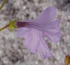 Image result for Stemodiopsis buchananii