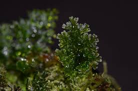 Image result for Crepidomanes