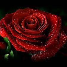 Get custom acne care online — delivered to your door. Single Red Rose With Water Droplets Beautiful Red Roses Beautiful Rose Flowers Rose Flower Pictures