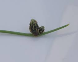 Image result for Isolepis setacea