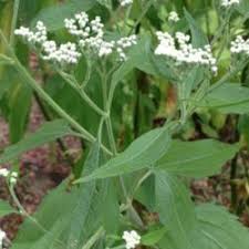 Then we discuss the types of environments that boneset lik. Plant Id Forum Late Boneset Eupatorium Serotinum Growing In My Garden Garden Org