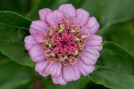 Pin On Roze Flowers
