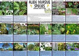 Click here for the combination essences. Alien Invasive Species Of South Africa A3 Poster Leaf Trees