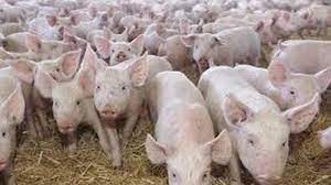 Există, de asemenea, pesta porcină africană, o boală transmisă de la mistreţi la porcii din ferme. Un Nou Focar De PestÄƒ PorcinÄƒ AfricanÄƒ Mai Multe Animale Au Fost Eutanasiate B1 Ro