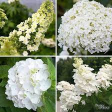 The Most Gorgeous White Hydrangeas For Your Garden Smooth Hydrangea White Hydrangea Hydrangea Varieties
