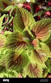 Image result for Coleus guerkei