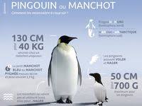 Pingouins En Marshmallow Recette En 2020 Faire Fondre Du Chocolat Recette Chocolat Bain Marie