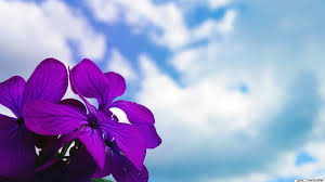 Pictures of flowers for desktop background wallpapersafari. 37 Spring Flower Hd Wallpapers Wallpaperboat