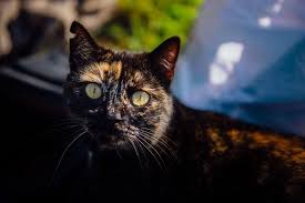Check spelling or type a new query. Gestion Ethique Des Chats Errants En Espagne