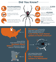 Black widow spider venom can be deadly but how likely are you to be bitten? 7 Poisonous Spiders In Minnesota Rove Pest Control