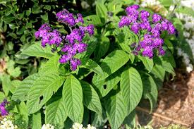 Image result for Heliotropium lineare