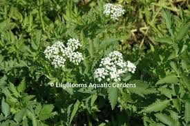 Image result for Oenanthe