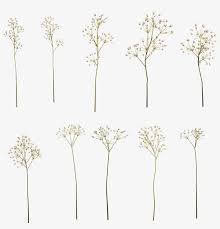 baby breath flower png png image transparent png free download on seekpng baby breath flower png png image