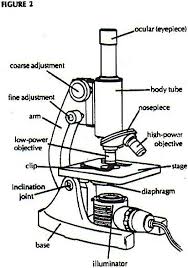 Parts Of A Microscope Worksheet Detailed Parts A Microscope Diagram Arocreative In 2020 Microscope Parts Worksheets Multi Step Equations Worksheets