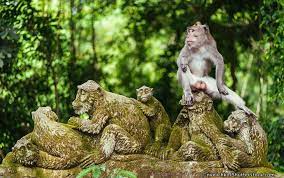 Ubud Monkey Forest Photography