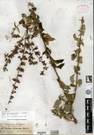 Image result for Ocimum lamiifolium
