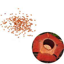 Rafflesia keithii is found along the eastern slopes of mount kinabalu, a parasitic flowering plant also known as ``corpse flower``. Bllue 20pcs Pack Rafflesia Planting The Largest Flower Rare Seeds Garden Buy At A Low Prices On Joom E Commerce Platform