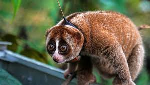 Wwf is the world's leading independent conservation organisation. Eco Awakening As Wwf Report Shows Surge In Environmental Concern Cgtn